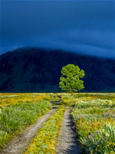 Green Leaf Tree On Green Grass Near Mountain photo