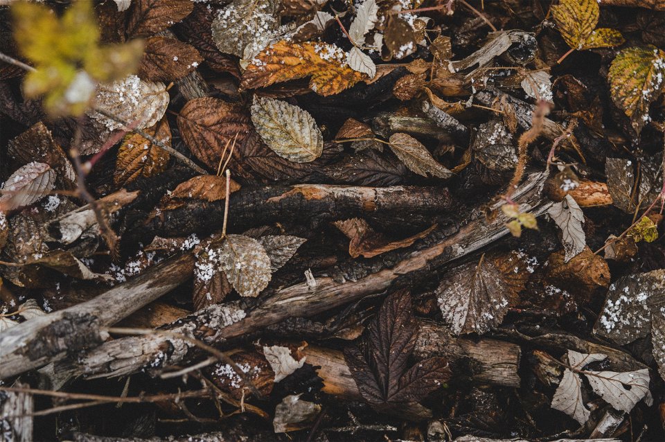 Pile Of Brown Tree Branches And Dried Leaves