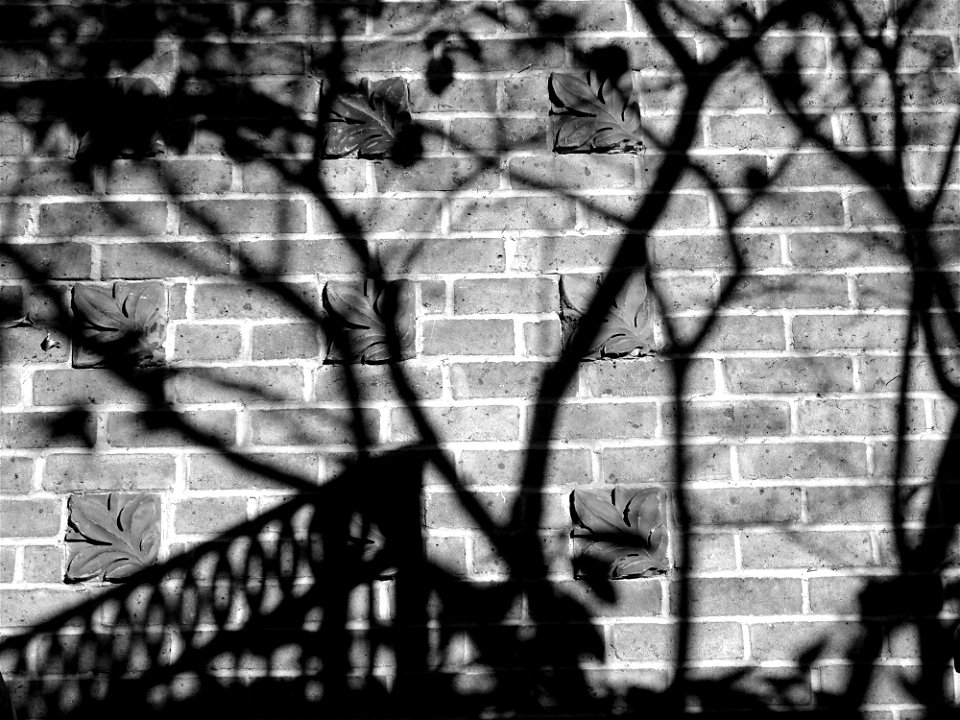 Black And White Photo Of Shadows On The Wall photo