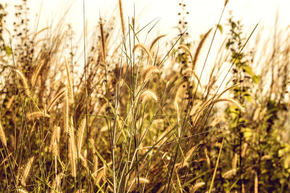 Grass Covered Field During Day