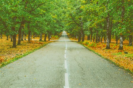 Landscape Photography Of Concrete Road Between Trees photo