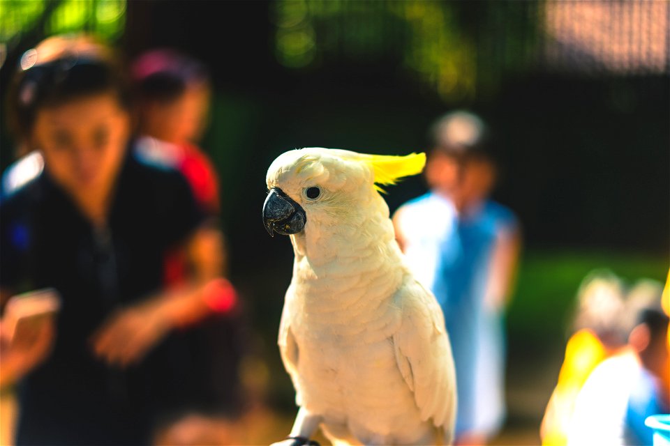 Close Up Photography Of Yellow Parrot