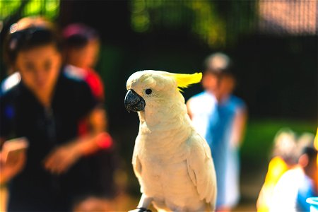 Close Up Photography Of Yellow Parrot photo