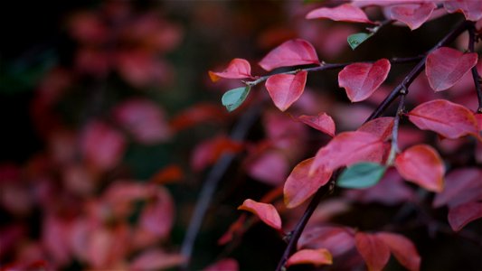 Red Leaf Plant
