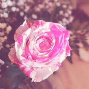 Close-up Photography Of A Rose