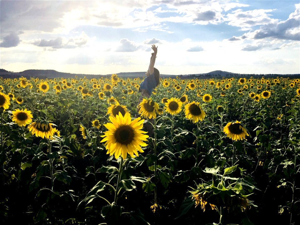 Person In Blue Shirt On Sunflower Field Photo Shot