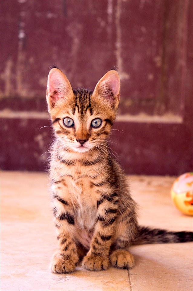 Closeup Up Photography Of Dragon Li Kitten