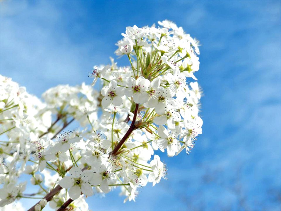 Beautiful Flowers Bloom