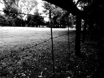Barb Wires Black-and-white
