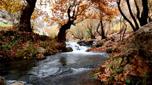 River Inside Forest Near Brown Leaf Trees photo
