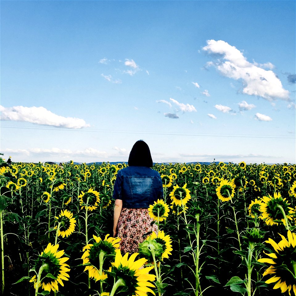 Woman Walking In Bed Of Sunflowers