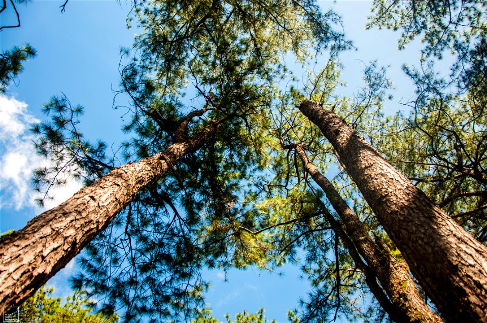 Low Angle Photography Of Trees