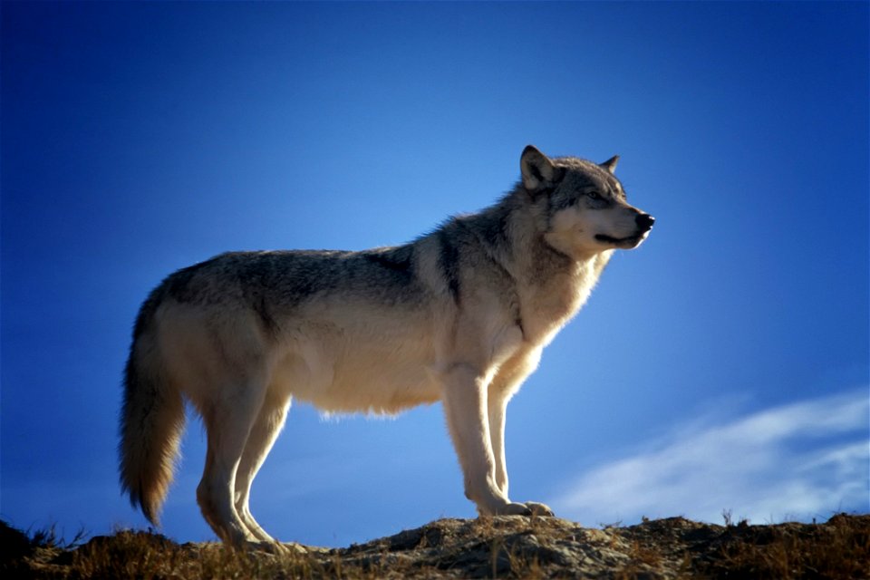 Gray And White Fox Standing On Brown Rock Field photo