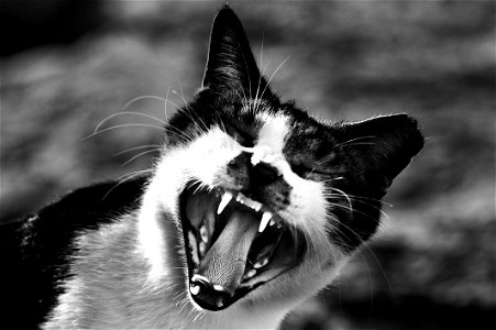 Gray Scale Photo Of Cat Showing Mouth photo