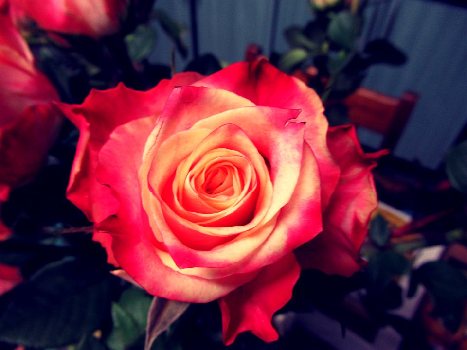 Shallow Focus Photography Of Red Flower