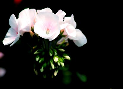 White Petal Flower Selective Focus Photography photo