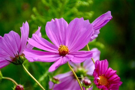 Purple Cosmos Flower In Closeup Photo photo