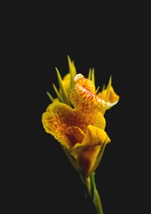 Close-Up Photography Of A Yellow Flower photo