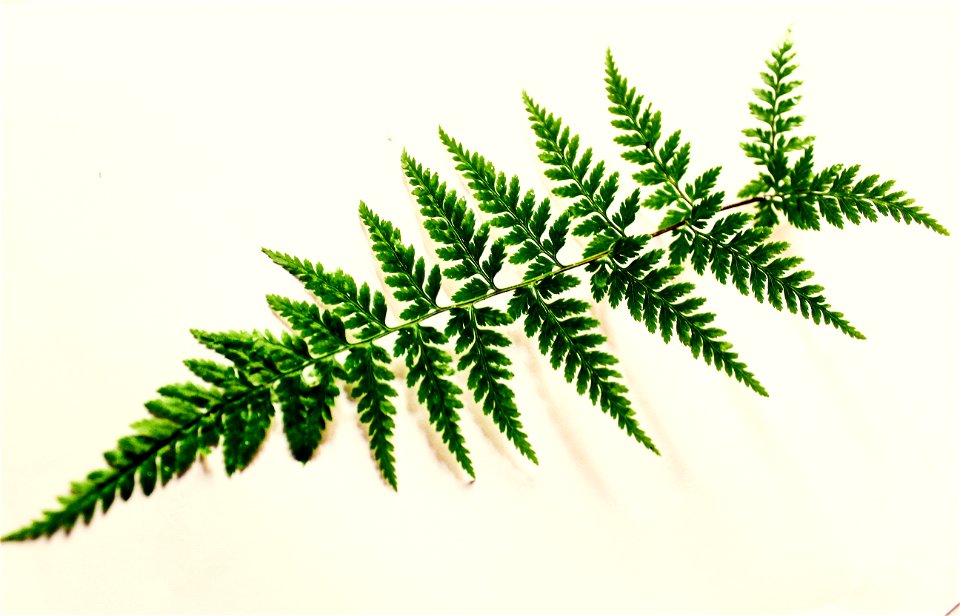 Green Leaf Photography
