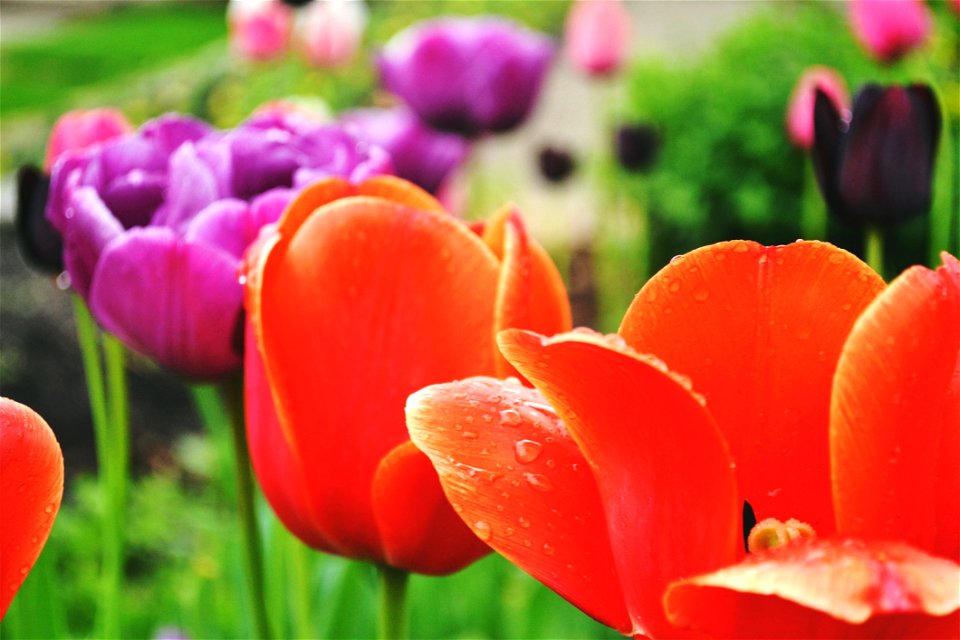 Selective Photo Of Orange Tuli