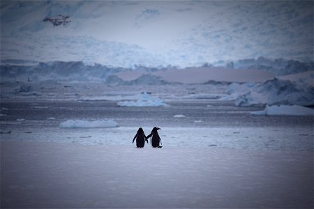 Two Penguins At Snow Area photo