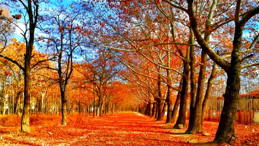 Pave Covered On Red Leaf Between Trees photo