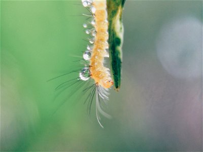 Orange Caterpillar On Green Stem In Close Up Photo photo