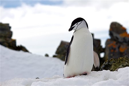 Penguin On Top Of Snow Wildlife Photography photo