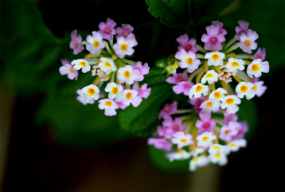 Purple And White Flower Photo