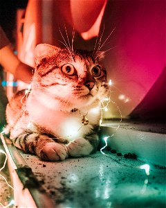 Closeup Photo Of String Light On Tabby Cat photo