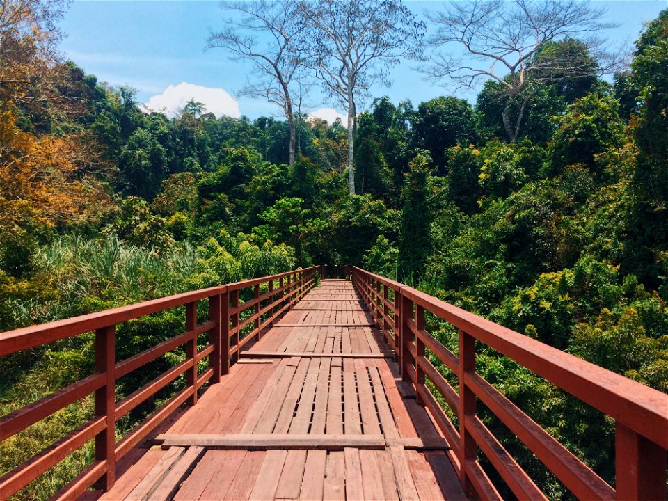 Red Bridge Through A Forest