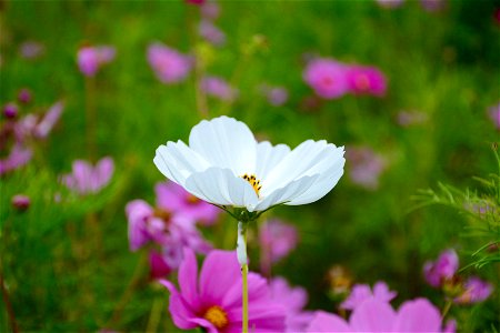 Selective Focus Photography Of White Petaled Flower photo