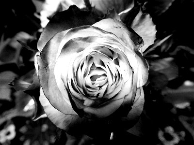 Photography Grayscale Of Rose photo