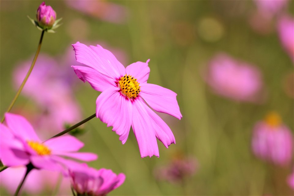 Pink Daisy Flower Selective Photography photo