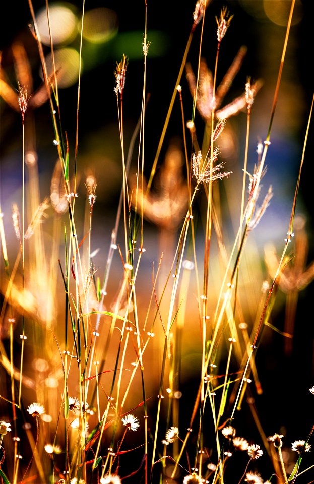 Closeup Photography Of Grass