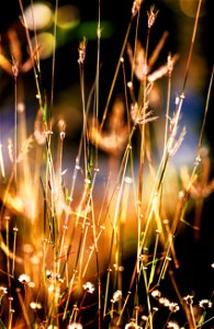 Closeup Photography Of Grass