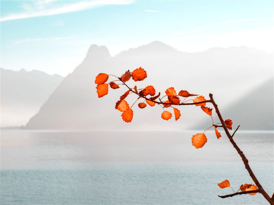 Orange Leaf Plant Near Sea And Mountains At Daytime