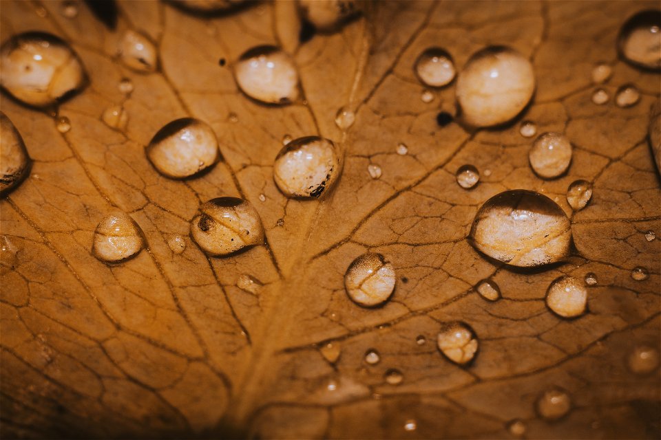Water Dew On Leaf Macro Photography