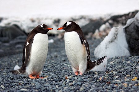 Selective Focus Photography Of Two Penguins photo