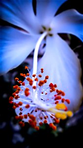 White Hibiscus Flower In Macro Shot Photography