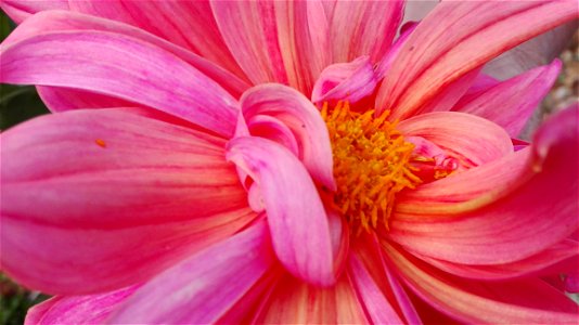 Macro Photography Of Pink Dahlia Flower photo