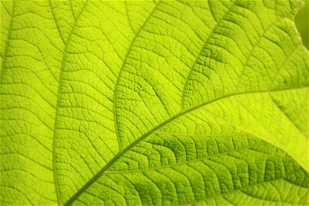 Micro Photography Of Green Leaf