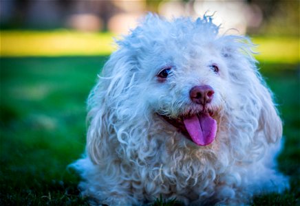 White Toy Poodle On Grass Field