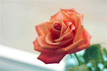 Pink Rose Focus Photo