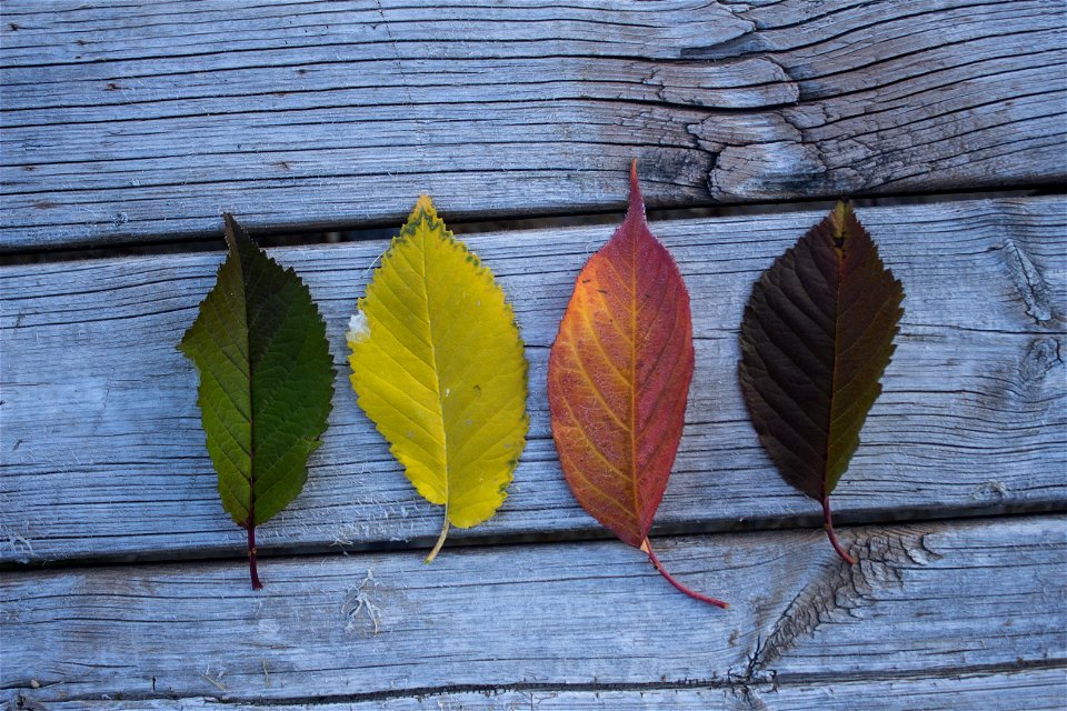 Four Leaves On Wooden Board