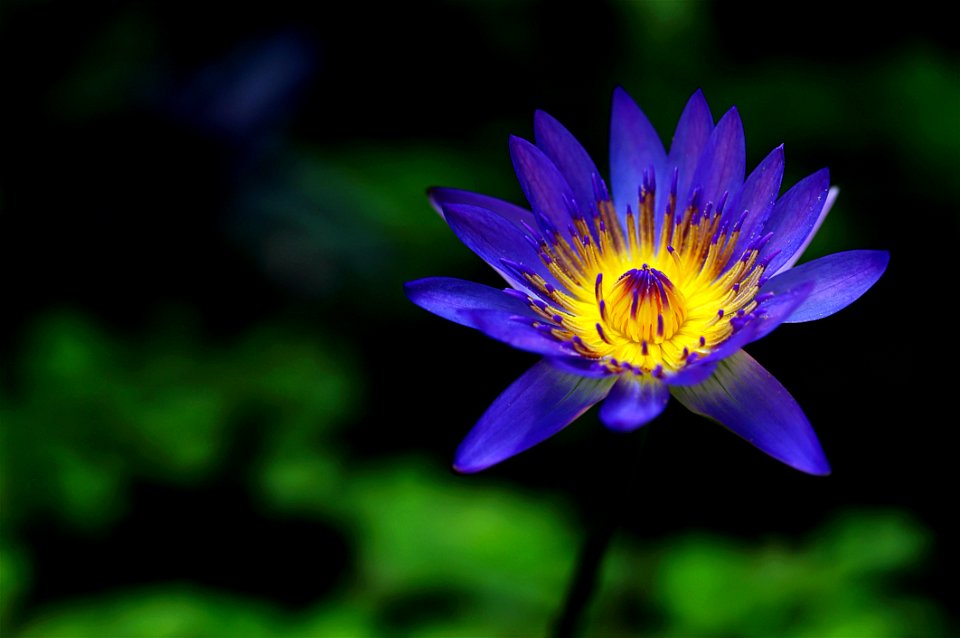 Purple Petaled Flower