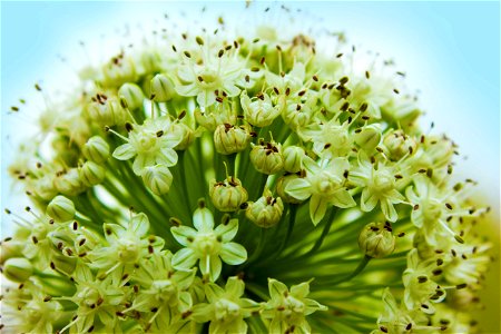 Macro Shot Of Green Flower Buds photo