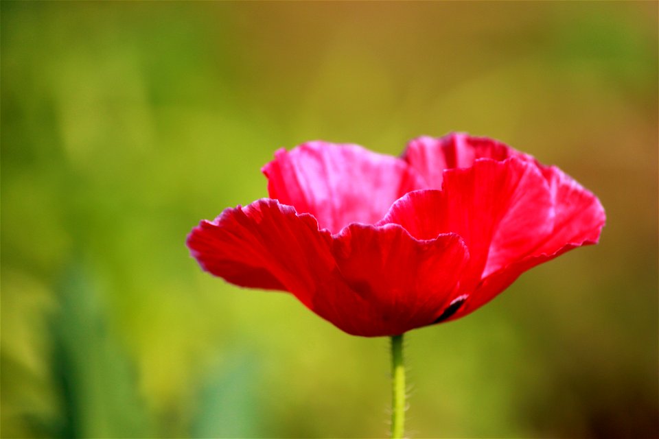 Red Petaled Flower