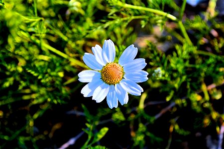 White Daisy Flower photo