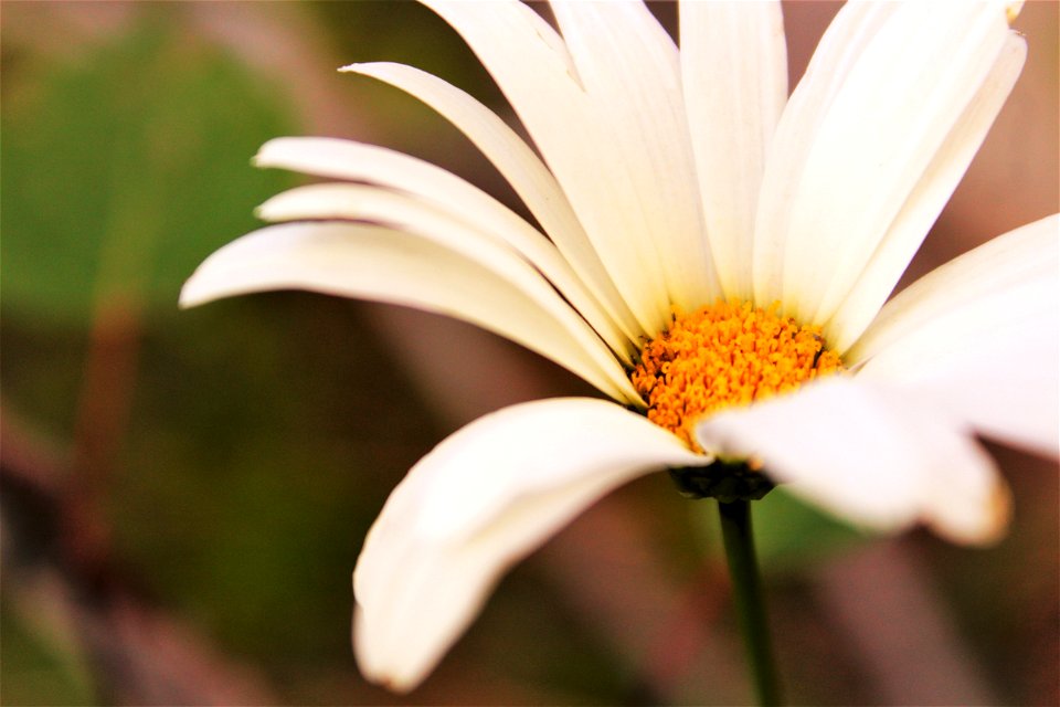 Macro Shot Photography Of Daisy Flower